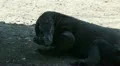 Komodo dragon close up in shadow HD Footage