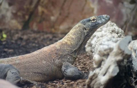 Komodo dragon closeup Stock Photos