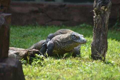 Komodo Dragon Crawling on Grass Stock Photos