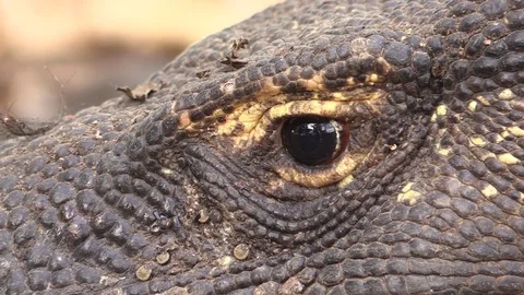 Komodo dragon in detail Stock Footage 81532961