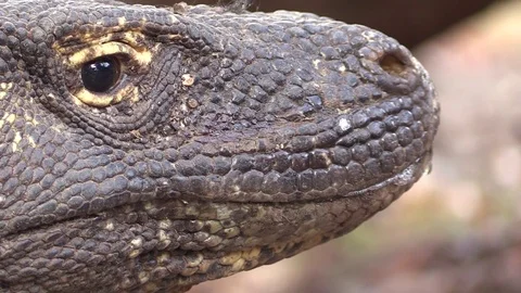 Komodo dragon in detail Video stock 81534152