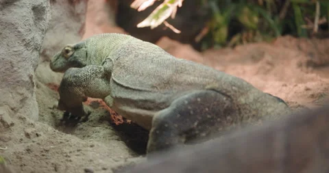 Komodo Dragon Digging in the Sand Stock Footage 316076762