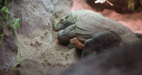 Komodo Dragon Digging in the Sand Slow Motion Stock Footage 316074618