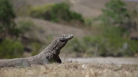 Komodo Dragon Dolly Stock Footage 64757860