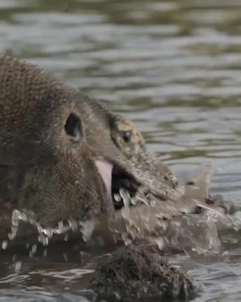 Komodo dragon eats goat head in water Vidéo 330742964