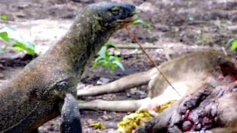 Komodo Dragon eats insides of live deer Stock Footage