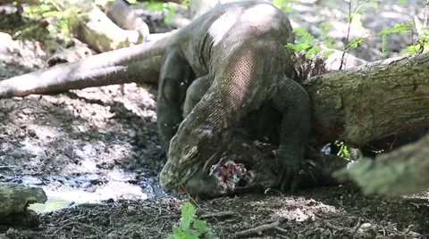 Komodo dragon eats a young buffalo. Rinca Island, Indonesia Stock Footage 62936997