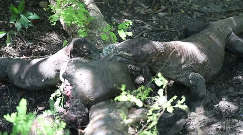 Komodo dragon eats a young buffalo. Rinca Island, Indonesia Stock Footage 62937561