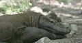 Komodo dragon extrem close up resting lazy in shadow at a hot sunny day 4k or 4k+ Resolution