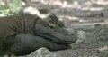 Komodo dragon extrem close up resting lazy in shadow at a hot sunny day 4k or 4k+ Resolution