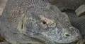 Komodo dragon extreme close up head resting lazy at a hot sunny day 4k or 4k+ Resolution