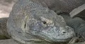 Komodo dragon extreme close up head resting lazy at a hot sunny day 4k or 4k+ Resolution