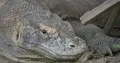 Komodo dragon extreme close up head resting lazy at a hot sunny day 4k or 4k+ Resolution