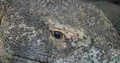 Komodo dragon extreme close up head resting lazy at a hot sunny day 4k or 4k+ Resolution