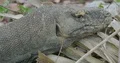 Komodo dragon extreme close up head resting lazy on foliage 4k or 4k+ Resolution