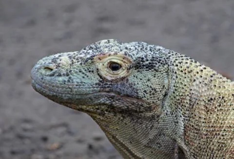 Komodo Dragon Face Foto stock