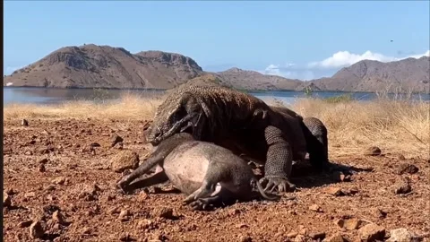 Komodo Dragon Feeding on Deer Carcass by the Shore – 4K Stock Footage 341481341