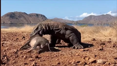 Komodo Dragon Feeding on Deer Carcass in Natural Habitat – 4K Stock Footage 341481415