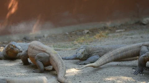 Komodo Dragon Fighting Stock Footage