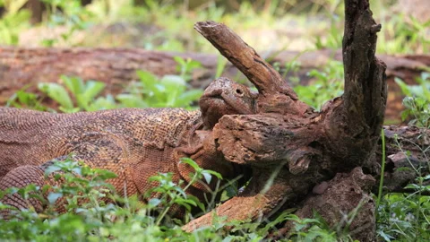 Komodo Dragon flicking its forked tongue and rub the head to the wood Stock Footage 317930036