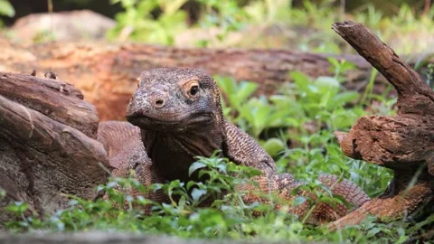 Komodo Dragon flicking its forked tongue while walking outdoor Stock Footage 317946751