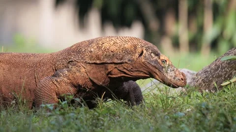 Komodo Dragon flicking its forked tongue while walking outdoor Stock Footage 317948522