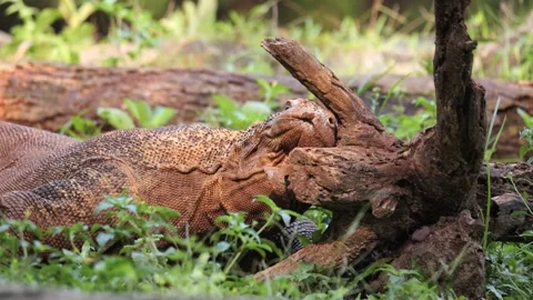 Komodo Dragon flicking its forked tongue and rub the head to the wood Stock Footage 317948528