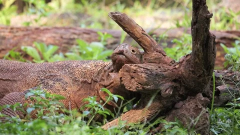 Komodo Dragon flicking its forked tongue and rub the head to the wood Stock Footage 317948611