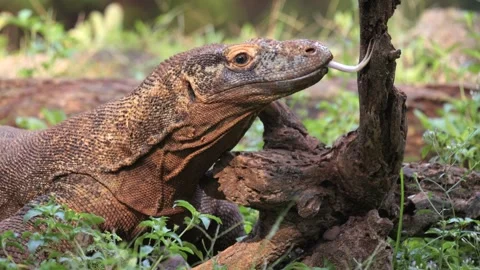 Komodo Dragon flicking its forked tongue and rub the head to the wood Stock Footage 317949042