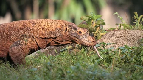 Komodo Dragon flicking its forked tongue while walking outdoor Stock Footage 317949296