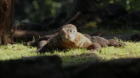 Komodo Dragon flicking its forked tongue while walking around outdoor Stock Footage 317951362