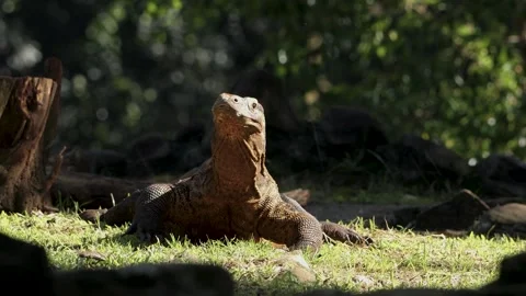 Komodo Dragon flicking its forked tongue while walking around outdoor Stock Footage 317951364