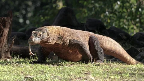 Komodo Dragon flicking its forked tongue while walking around outdoor Stock Footage 317951370