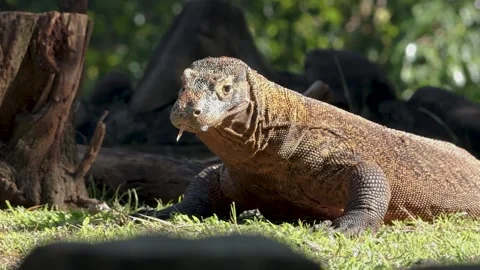 Komodo Dragon flicking its forked tongue while walking around outdoor Stock Footage 317951579