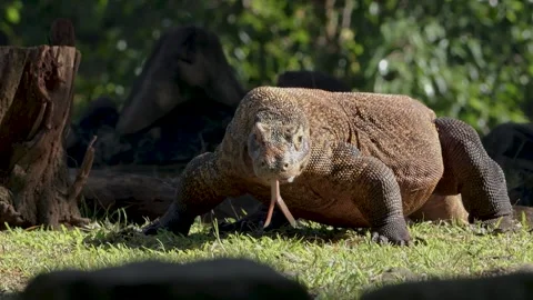 Komodo Dragon flicking its forked tongue while walking around outdoor Stock Footage 317951609
