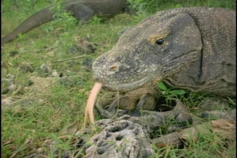 A Komodo dragon flicks its tongue in and out. Stock Footage