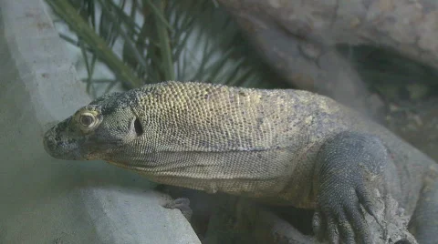 Komodo dragon Stock Footage 480243
