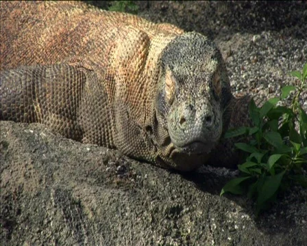 Komodo Dragon Stock-Footage 609012
