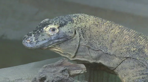 Komodo dragon Video stock 626443