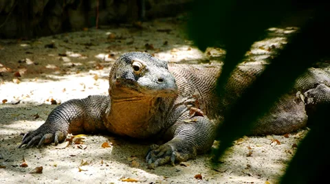 Komodo Dragon Stock Footage 35398529