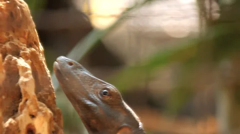 Komodo dragon Stock Footage 36491841