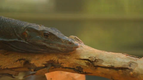 Komodo dragon Stock Footage 36492608