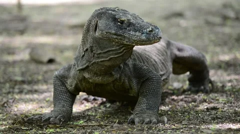 Komodo Dragon 스톡 동영상 43034789