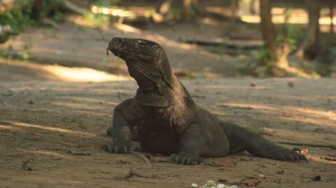 Komodo dragon Stock Footage 44917236