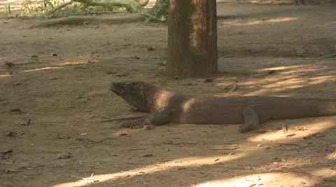 Komodo dragon Stock Footage 44917239