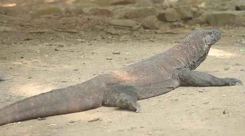 Komodo dragon Stock Footage 44917241
