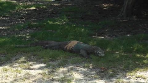 Komodo dragon Stock Footage 44917247