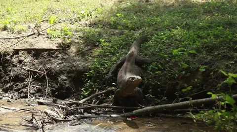 Komodo dragon Stock Footage 44917259