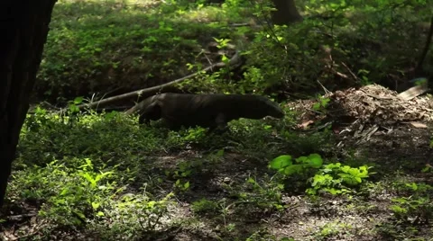 Komodo dragon Stock Footage 44917261