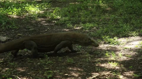 Komodo dragon Stock Footage 44917265